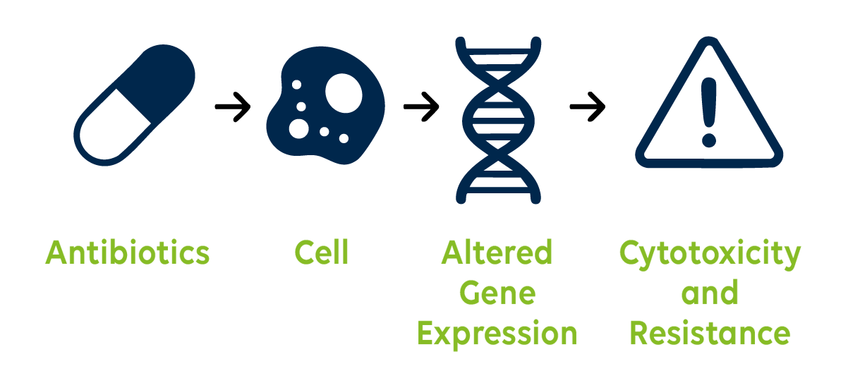 Infographic showing how antibiotics affect cell culture: an antibiotic triggers a chain reaction affecting cells, leading to altered gene expression, cytotoxicity, and resistance development.