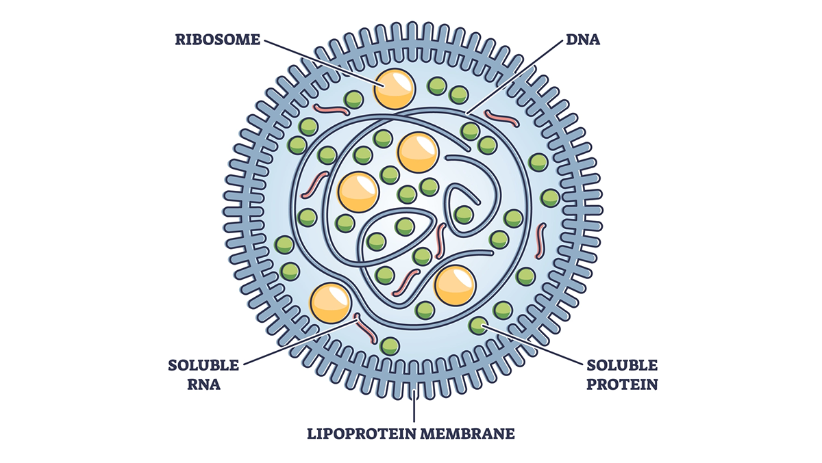 Microscopic visualization of Mycoplasma bacteria in cell culture